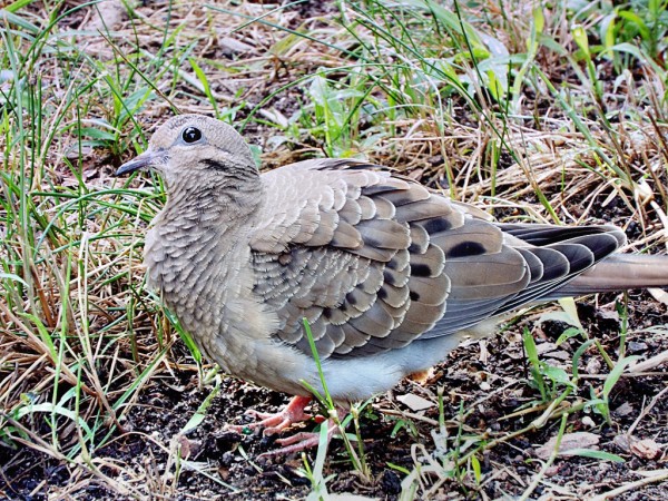 Mystery Dove In My Back Yard