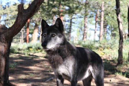 Wolves Alive (Colorado Wolf and Wildlife Center) - wolf standing in the shadows