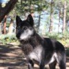 Wolves Alive (Colorado Wolf and Wildlife Center) - wolf standing in the shadows