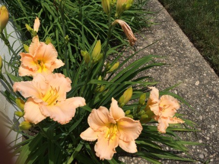 Daylilies Galore - multiple daylily blooms