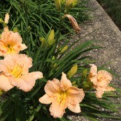 Daylilies Galore - multiple daylily blooms