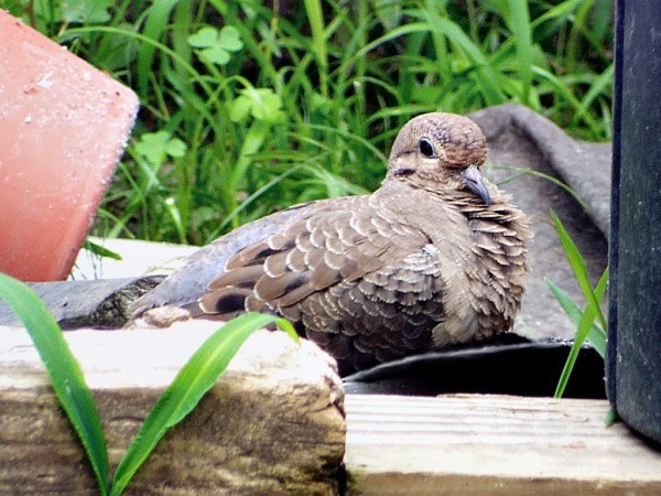 Mystery Dove In My Back Yard