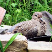 Mystery Dove In My Back Yard