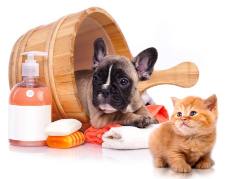 Start Grooming Puppies Early - French Bull Dog Puppy in wash tub with grooming supplies and kitten
