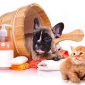 Start Grooming Puppies Early - French Bull Dog Puppy in wash tub with grooming supplies and kitten