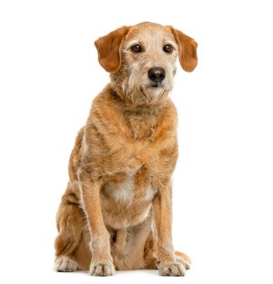 An old mixed breed dog sitting and staring.