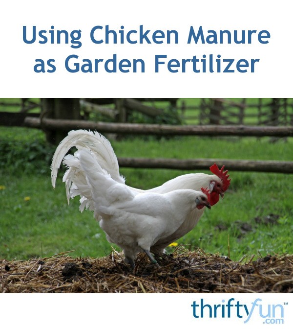 Using Chicken Manure as Garden Fertilizer | ThriftyFun