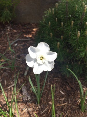 What Is This Garden Flower? - shite daffodil