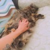 Jade (Long Haired Tortoiseshell Hemingway) - getting her tummy rubbed