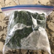 Freshly washed kale stored in a ziploc bag.