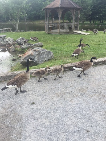 Goose Family  - two Canadian geese and two goslings