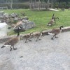 Goose Family  - two Canadian geese and two goslings