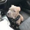 Is My Dog a Pure Bred Pit Bull? - white dog wearing a halter