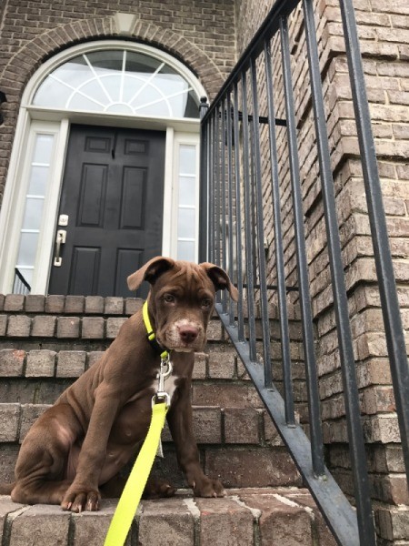 Is My Puppy a Pure Bred Pit?