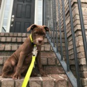 Is My Puppy a Pure Bred Pit?