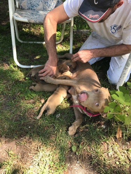 Is My Puppy a Pure Bred Pit?