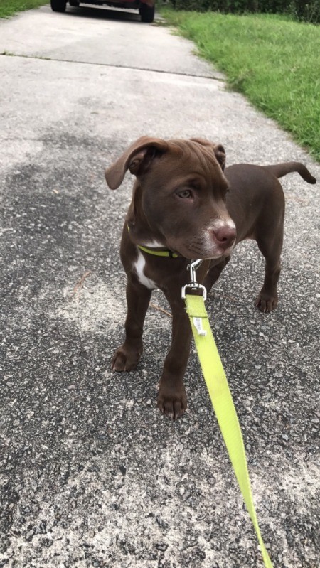 Is My Puppy a Pure Bred Pit?
