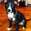 Is My Pit Bull Full Blooded? - black and white dog