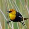 Photo of a Yellow-Headed Blackbird perched in tall grass.