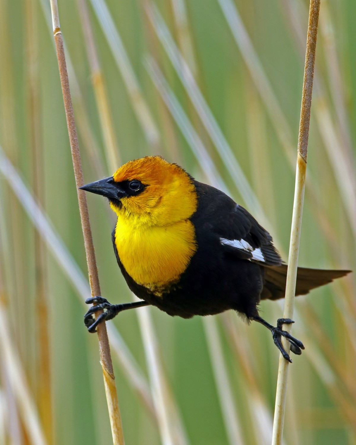 Yellow-Headed Blackbird Photos | ThriftyFun