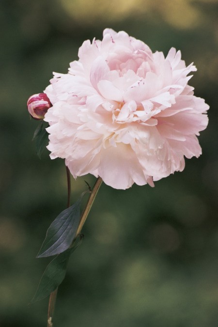 A pink peony bloom.
