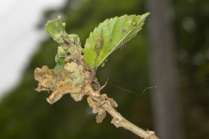 A sick hibiscus plant.