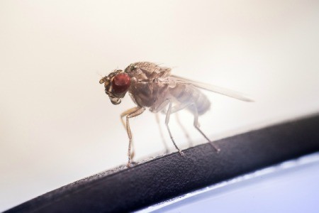 A fruit fly close up.