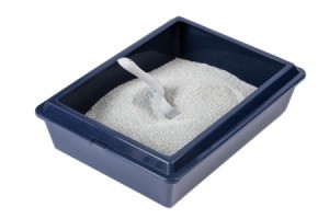 Cat litter in a litter box.