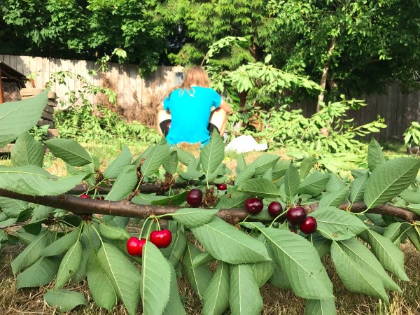 A branch from a cherry tree with ripe cherries, ready for harvesting.