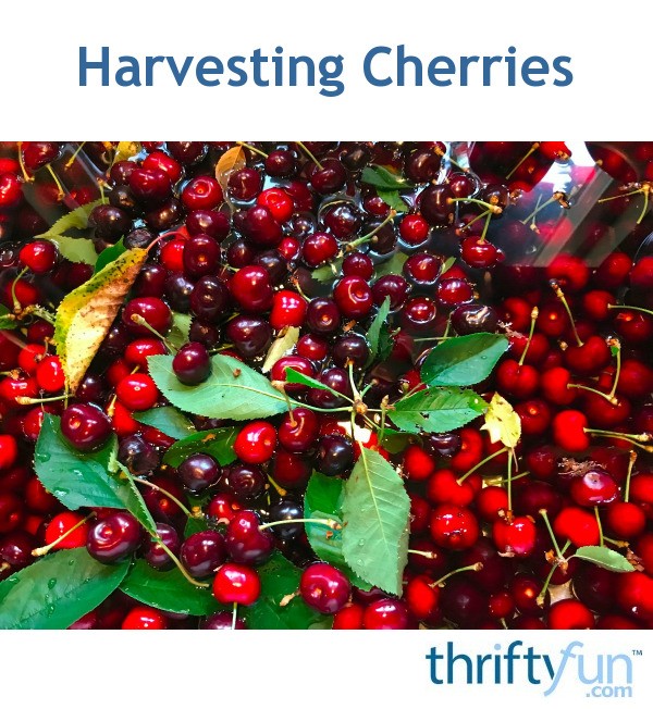 Harvesting Cherries | ThriftyFun