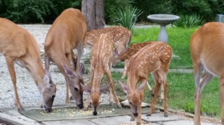 Fawns and older deer eating food.