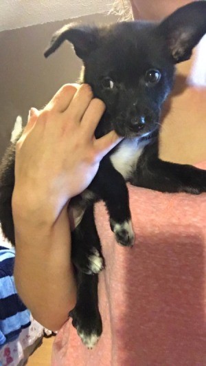What Breed Is My Puppy?  - black puppy with white on chest and feet