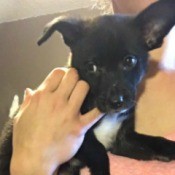 What Breed Is My Puppy? - black puppy with white on chest and feet