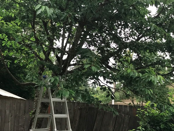 A cherry tree in the process of having ripe fruit harvested.