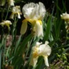 White Iris  - white and yellow iris