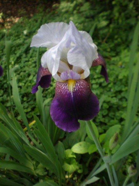 White Iris - purple and white iris
