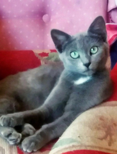 Tom (Domestic Shorthair) - green eyed grey cat lying on a couch