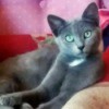 Tom (Domestic Shorthair) - green eyed grey cat lying on a couch