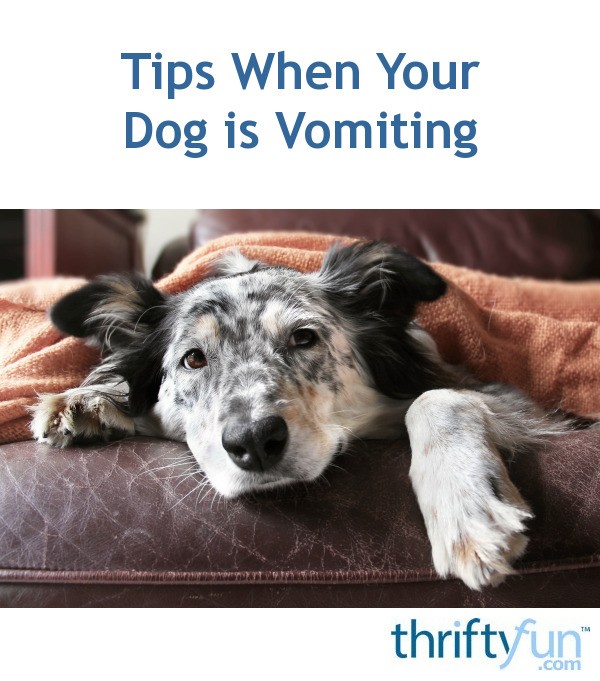 Tips for When Your Dog is Vomiting | ThriftyFun