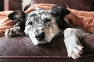 A dog that is tired and not feeling well.