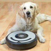 A golden retriever sitting on a wood floor with a robotic vacuum.