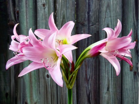 The Crinum Lily -pink lily flowers