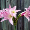 The Crinum Lily -pink lily flowers