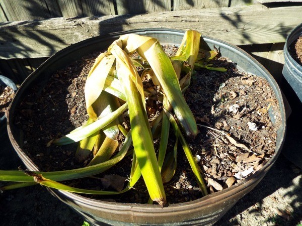 The Crinum Lily - seemingly dead lily