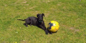 What Breed Is My Dog? - black puppy in yard with soccer ball