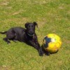 What Breed Is My Dog? - black puppy in yard with soccer ball