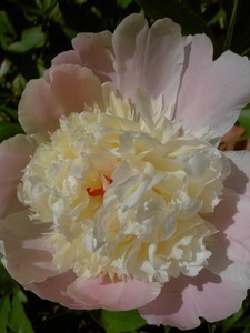 A beautiful peony in bloom.