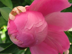 A pink peony blossom just opening.