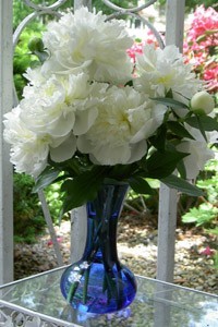 A vase of white peony blossoms.