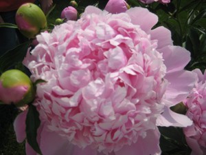 A light pink peony blossom with buds on the sides.